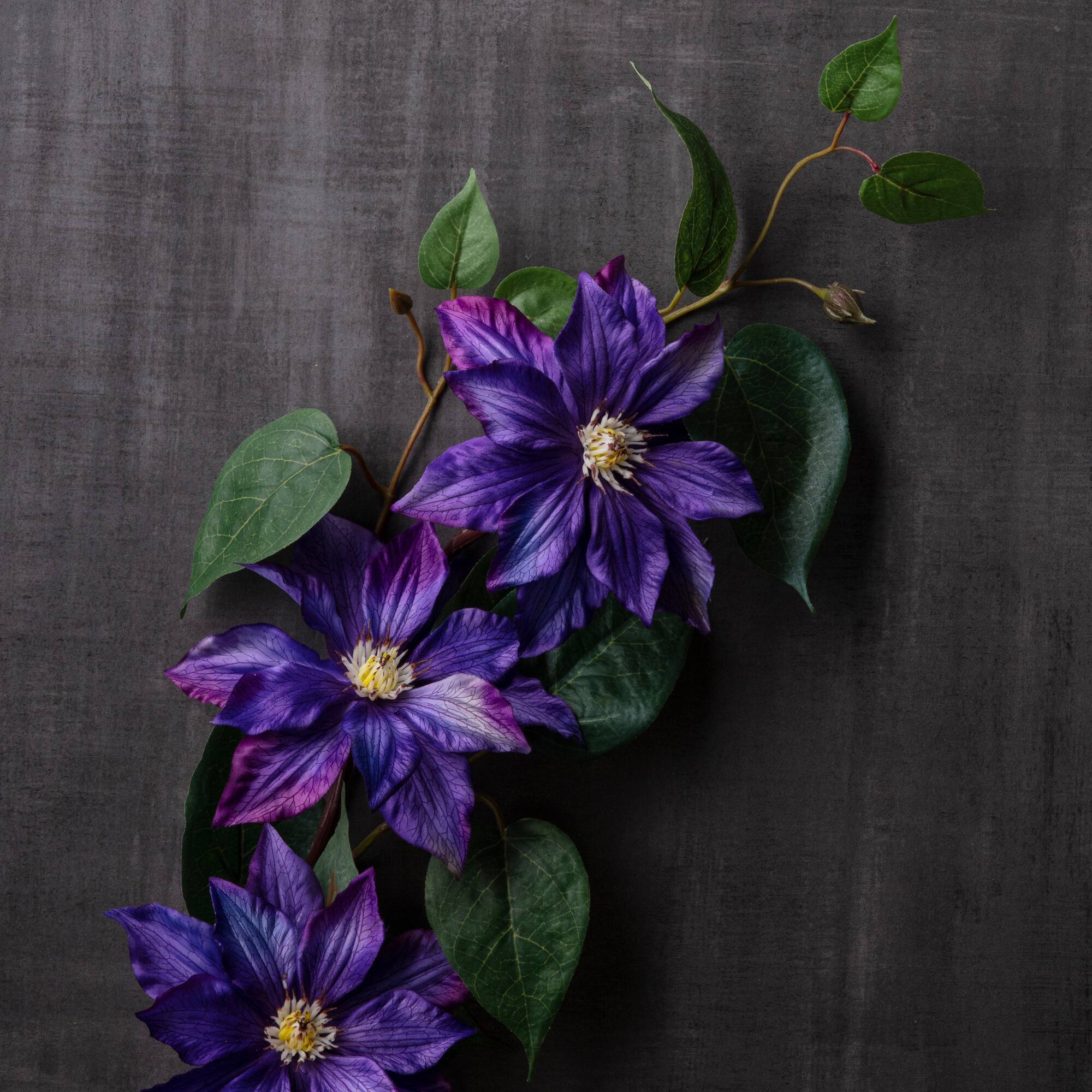 Purple Tropical Clematis Stem by Ashland®